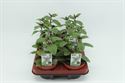 Afbeelding van Basilicum Magic blue
